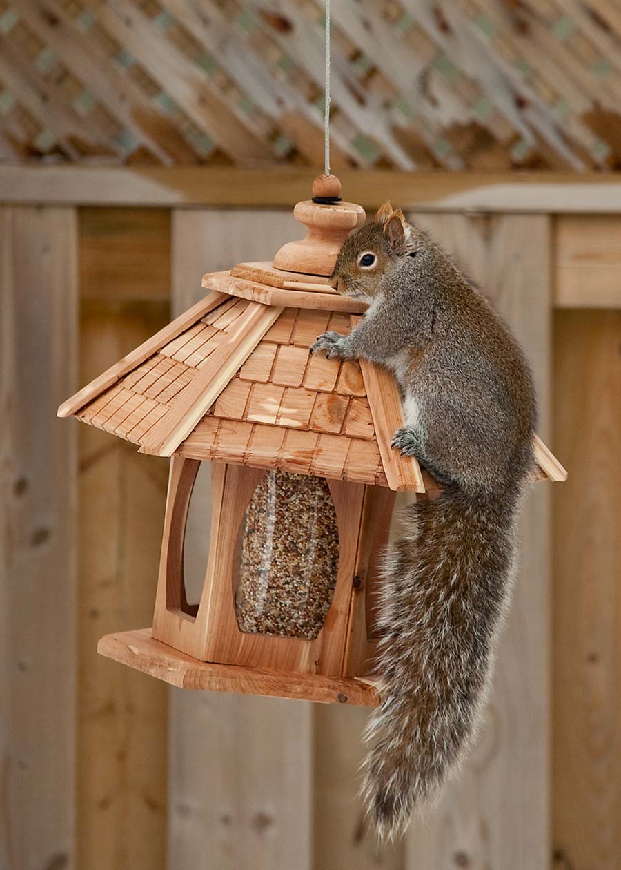 squirrel in bird feeder3